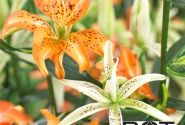 Lilium AZ Must See