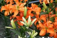 Lilium AZ Must See