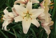Lilium AZ Pearl Frances