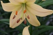 Lilium AZ Pearl Frances