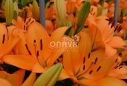 Lilium LA Caesars Palace