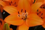 Lilium LA Caesars Palace