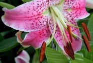 Lilium tigrinum Speciosum Var Rubrum Uchida