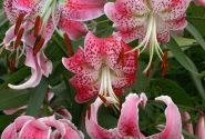 Lilium tigrinum Speciosum Var Rubrum Uchida
