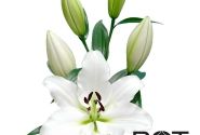 Lilium OT Vestaro