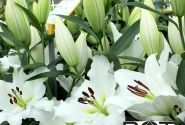 Lilium OT Vestaro