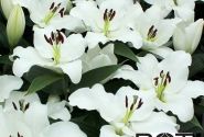 Lilium OT Vestaro