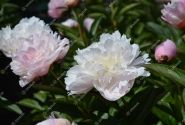 Paeonia lactiflora Albert Crousse 3/5