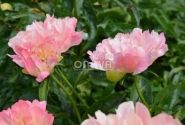 Paeonia hybride Coral Sunset 2/3