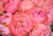Paeonia hybride Coral Sunset 2/3