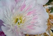Paeonia lactiflora Do Tell 3/5