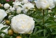 Paeonia lactiflora Elsa Sass 3/5