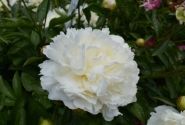 Paeonia lactiflora Elsa Sass 3/5
