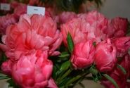 Paeonia hybride Lorelei 3/5