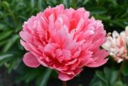 Paeonia hybride Lorelei 3/5