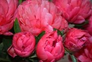 Paeonia hybride Lorelei 3/5