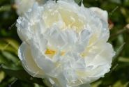 Paeonia lactiflora Mary E. Nicholls 4/6