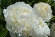 Paeonia lactiflora Mary E. Nicholls 4/6