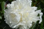 Paeonia hybride Moon Over Barrington 2/3