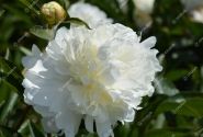 Paeonia hybride Moon Over Barrington 2/3