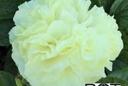 Paeonia hybride Sunny Boy 3/5