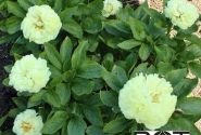 Paeonia hybride Sunny Boy 3/5