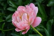 Paeonia hybride Pink Hawaiian Coral 3/5