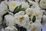 Paeonia hybride Sunny Girl 3/5