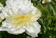 Paeonia lactiflora Top Brass 3/5