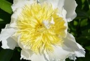 Paeonia lactiflora Top Brass 3/5