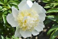 Paeonia lactiflora Bridal Shower 3/5