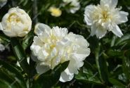 Paeonia lactiflora Bridal Shower 3/5