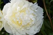 Paeonia lactiflora Dr. F.G. Brethour 3/5
