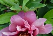 Paeonia intersectional Yankee Doodle Dandy 3/5