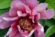 Paeonia intersectional Yankee Doodle Dandy 3/5