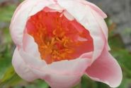 Paeonia hybride Blushing Princess 3/5