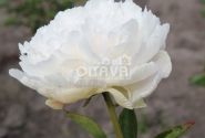 Paeonia lactiflora Lottie Dawson Rea 3/5