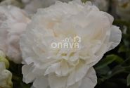 Paeonia lactiflora Puffed Cotton 3/5