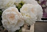 Paeonia lactiflora Puffed Cotton 3/5
