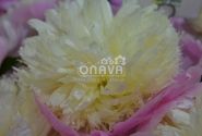 Paeonia lactiflora Touch of Class 4/6