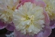 Paeonia lactiflora Touch of Class 4/6