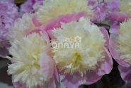 Paeonia lactiflora Touch of Class 3/5