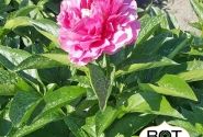 Paeonia hybride Virginia Emerson 3/5