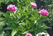 Paeonia hybride Virginia Emerson 3/5