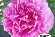Paeonia hybride Virginia Emerson 3/5