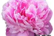 Paeonia lactiflora Dr. Alexander Fleming 3/5