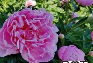 Paeonia lactiflora Dr. Alexander Fleming 3/5