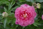Paeonia intersectional Strawberry Creme Brulee 3/5