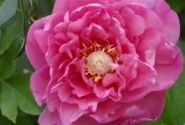 Paeonia intersectional Strawberry Creme Brulee 3/5