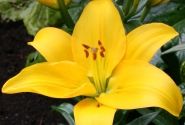 Lilium LA Rapid Yellow